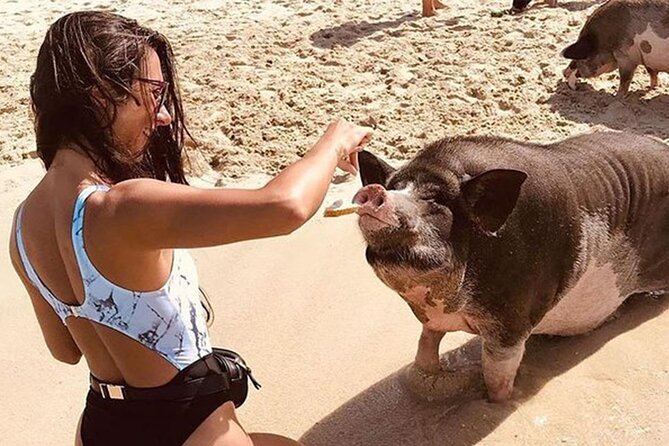 kohsamui.tours - Pig Island Snorkeling Eco Tour by Speed Boat - Why Pig Island makes a good Koh Samui day trip