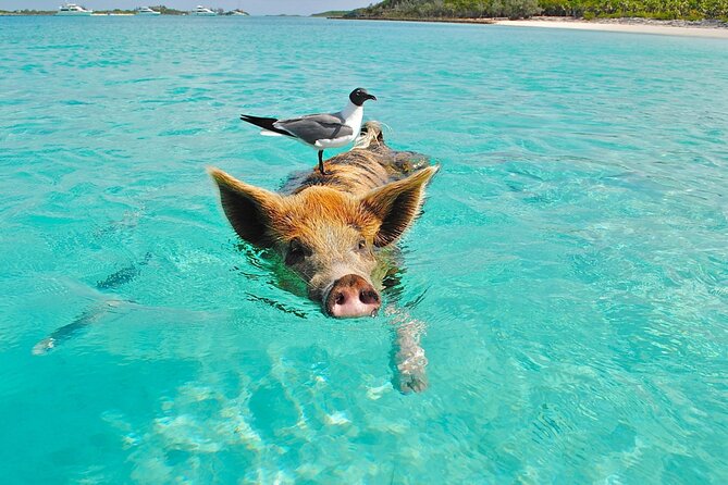 kohsamui.tours - Pig Island Snorkeling Eco Tour by Speed Boat - Lunch beside the beach and free-roaming pigs