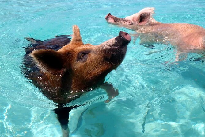 kohsamui.tours - Pig Island Snorkeling Eco Tour by Speed Boat - The return crossing to Samui
