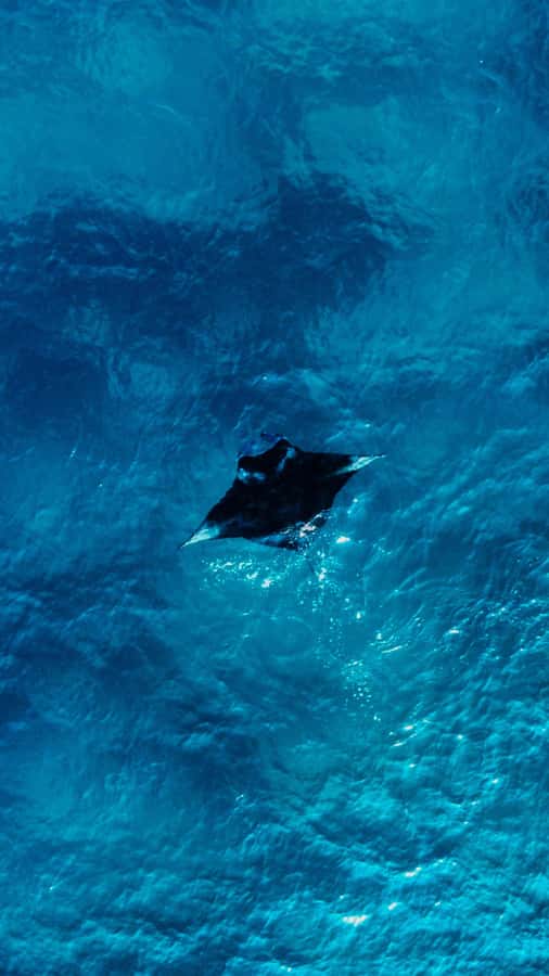 Komodo Full Day Speedboat Tour from Labuan Bajo - Manta Point and the limits of wildlife promises