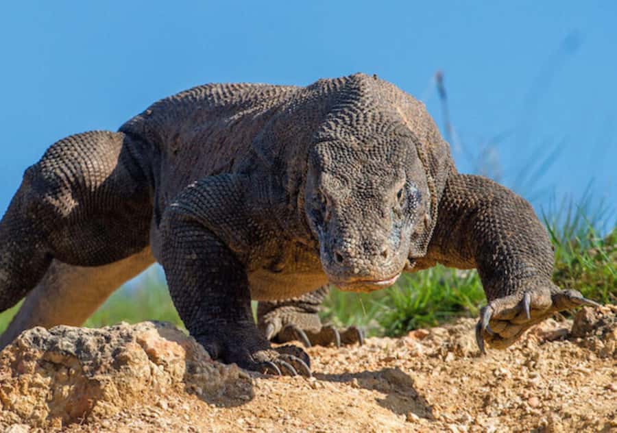 Komodo Island: 3D2N Private Speedboat Tour with Hotel - The trip at a glance