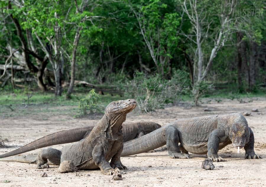 Komodo Island: 3D2N Private Speedboat Tour with Hotel - Arrival day: Batu Cermin and Rangko Cave