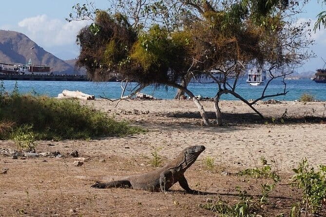 Komodo Islands with Speedboat in Labuhan Bajo - 6:30 a.m. start and the speedboat rhythm