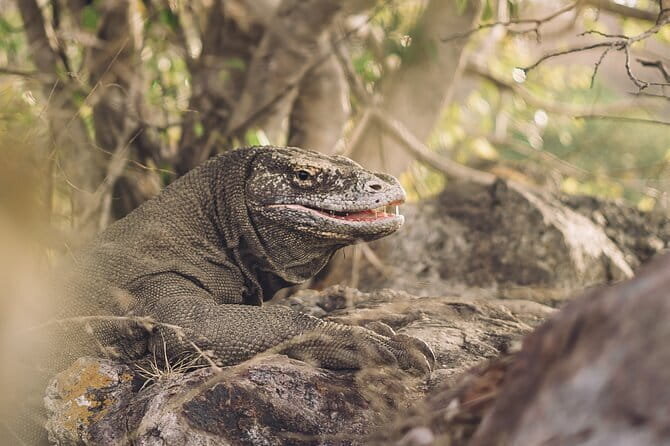 Komodo Islands with Speedboat in Labuhan Bajo - Siaba Besar: calm water and turtle country