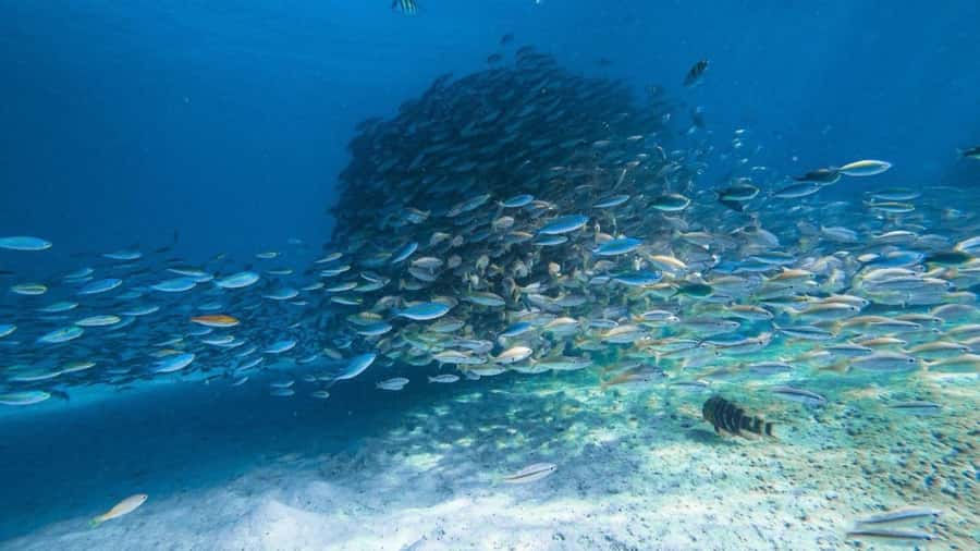 Krabi: 4 Islands Private Trip by Speedboat - Poda Island: the longest and easiest break
