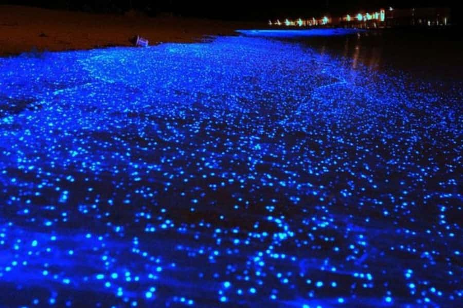 Krabi: 7 Islands Tour with Sunset and Plankton by Speedboat - The Bioluminescent Plankton Swim