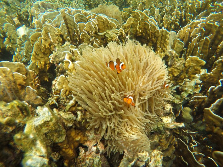 Krabi: Koh Rok & Koh Haa Hidden Snorkeling Tour by Speedboat - Thai lunch on the beach