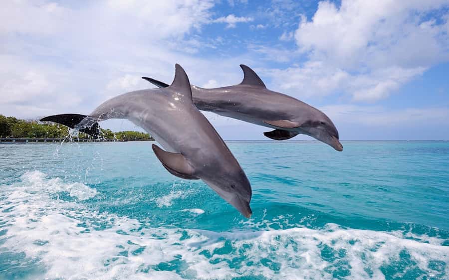 La Preneuse: Dolphin Swimming and Snorkeling Speedboat Trip - Key points to know before you book