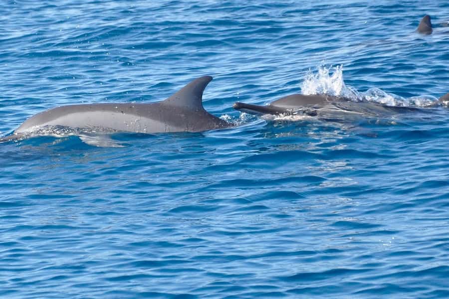 La Preneuse: Dolphin Swimming and Snorkeling Speedboat Trip - La Preneuse at 7:30: a simple start by the beach