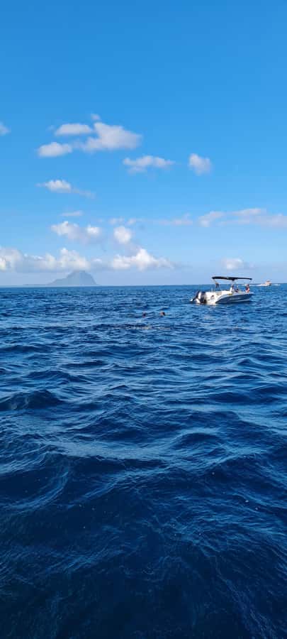 La Preneuse: Dolphin Swimming and Snorkeling Speedboat Trip - Snorkeling over coral gives the trip a useful second half