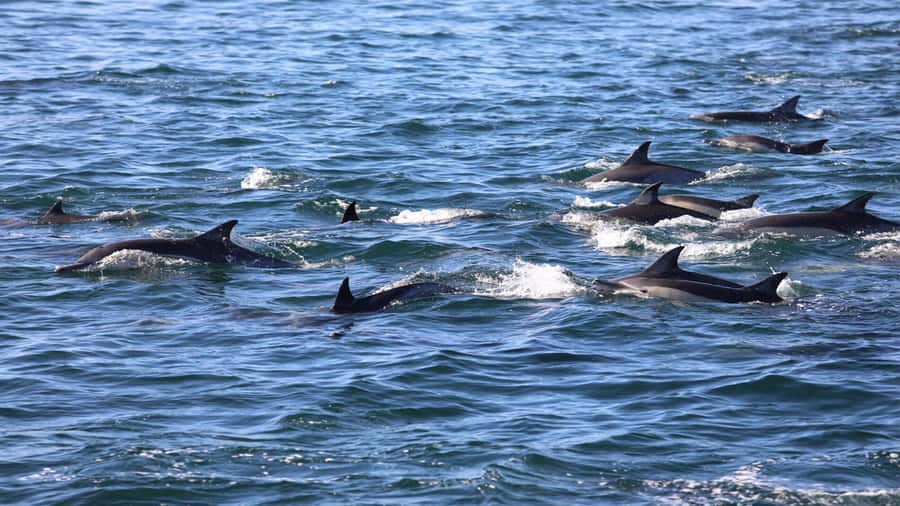 La Preneuse: Dolphin Swimming and Snorkeling Speedboat Trip - Who will enjoy this morning most