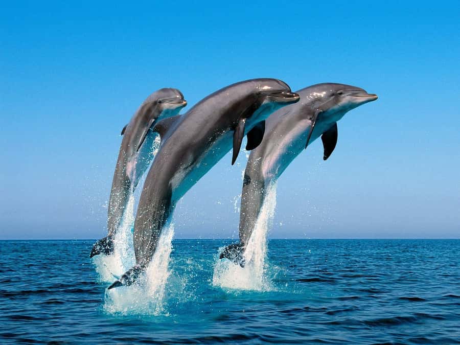 La Preneuse: Dolphin Swimming and Snorkeling Speedboat Trip - What to pack and how to prepare