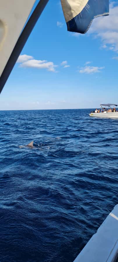 La Preneuse: Dolphin Swimming and Snorkeling Speedboat Trip - Should you book this dolphin trip?