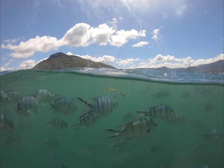 La Preneuse: Dolphin Watching and Snorkeling Speedboat Tour - Quick points before you book