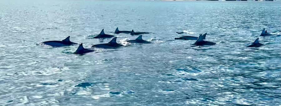 La Preneuse: Dolphin Watching and Snorkeling Speedboat Tour - Timing, weather, and practical preparation