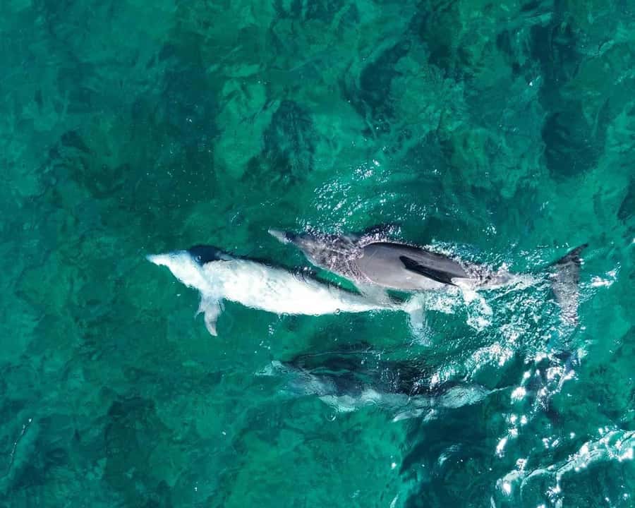 La Preneuse: Dolphin Watching and Snorkeling Speedboat Tour - Meeting the boat at La Preneuse Beach