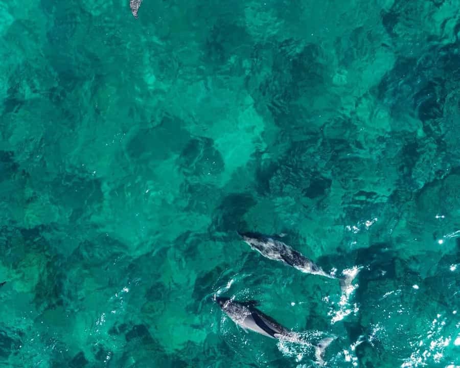La Preneuse: Dolphin Watching and Snorkeling Speedboat Tour - Watching dolphins in the open sea