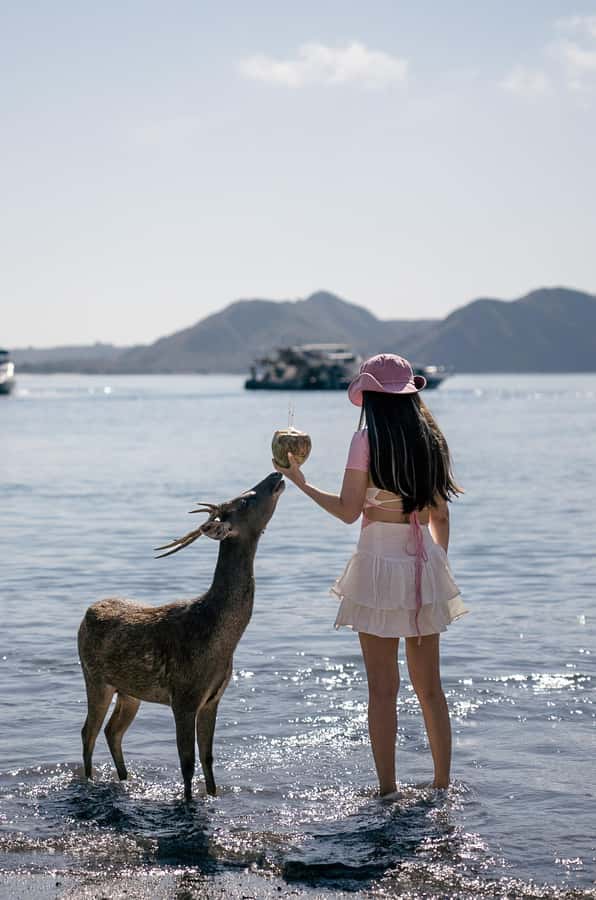 Labuan bajo: One Day Komodo Private & Shared Speedboat Trip - Pink Beach for sand, swimming, and a slower pause