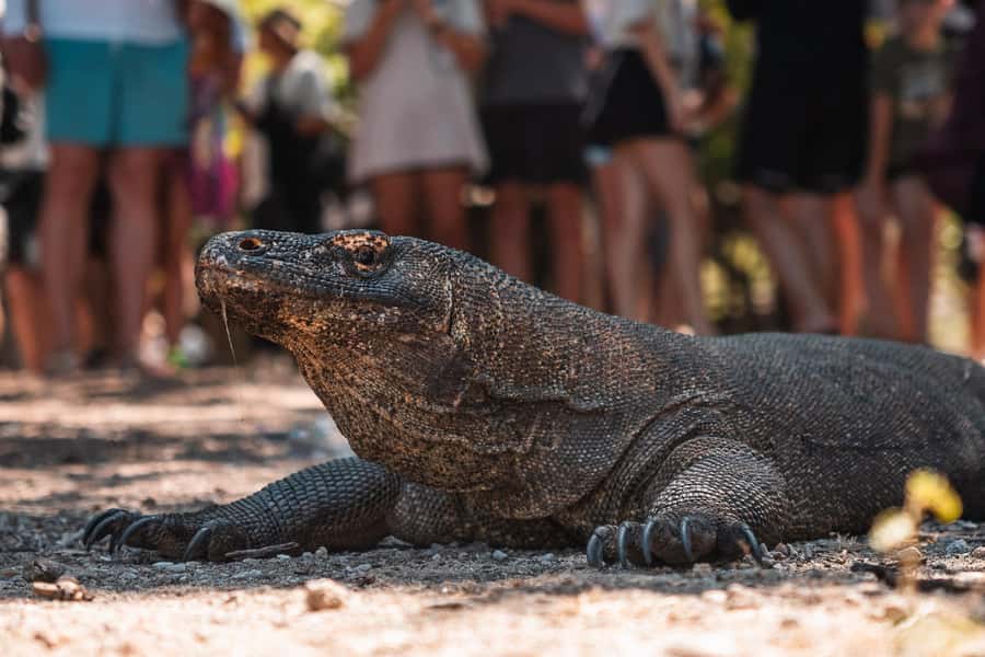 Labuan bajo: One Day Komodo Private & Shared Speedboat Trip - Lunch on a beach and what the food includes