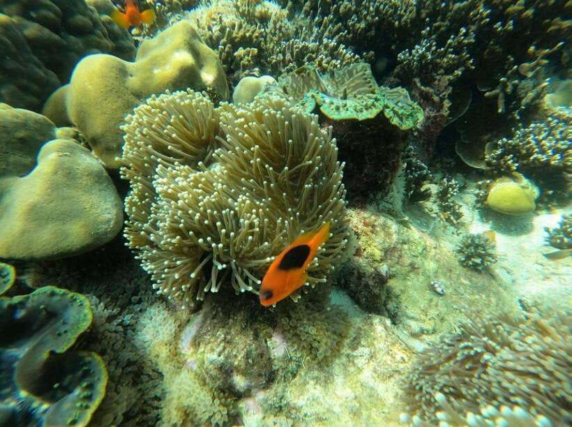 Langkawi: Dangli Island Snorkel and Swim Speedboat Tour - Pantai Pasir Panjang for the second water stop