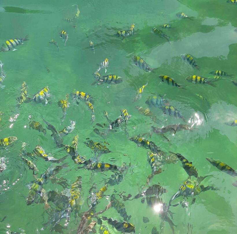 Langkawi: Dangli Island Snorkel and Swim Speedboat Tour - Timing, weather, and comfort