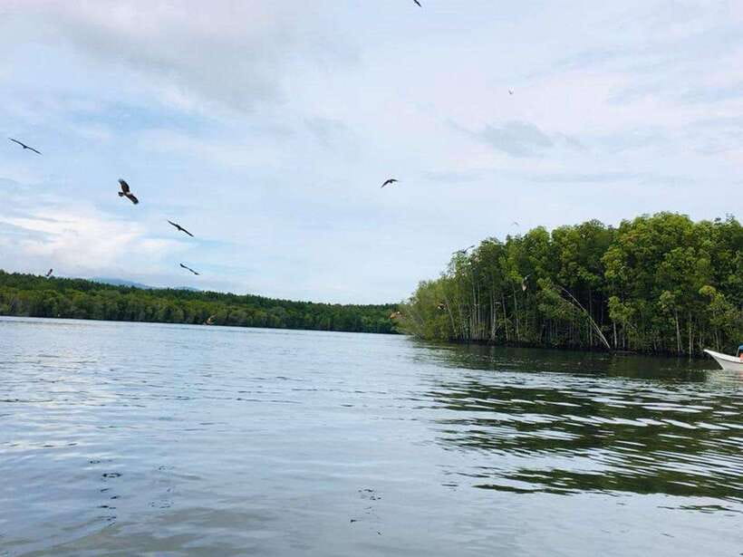 Langkawi: Tanjung Rhu Mangrove Speedboat Tour - Speedboat travel through Tanjung Rhu’s mangroves