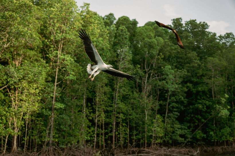 Langkawi: Tanjung Rhu Mangrove Speedboat Tour - The Andaman Sea views and limestone cliffs