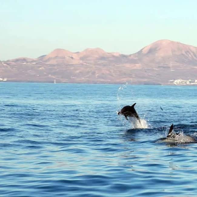 Lanzarote: Dolphin Watching by speedboat - Key points at a glance