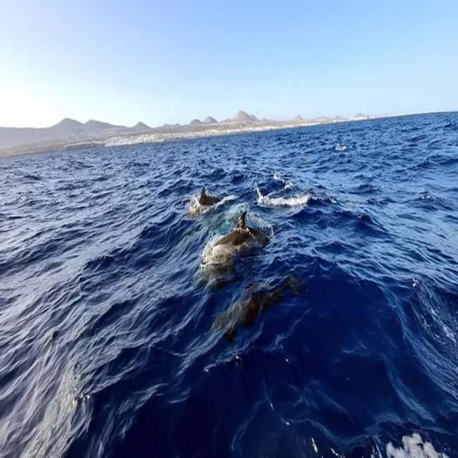 Lanzarote: Dolphin Watching by speedboat - Setting off from Puerto del Carmen’s Old Port