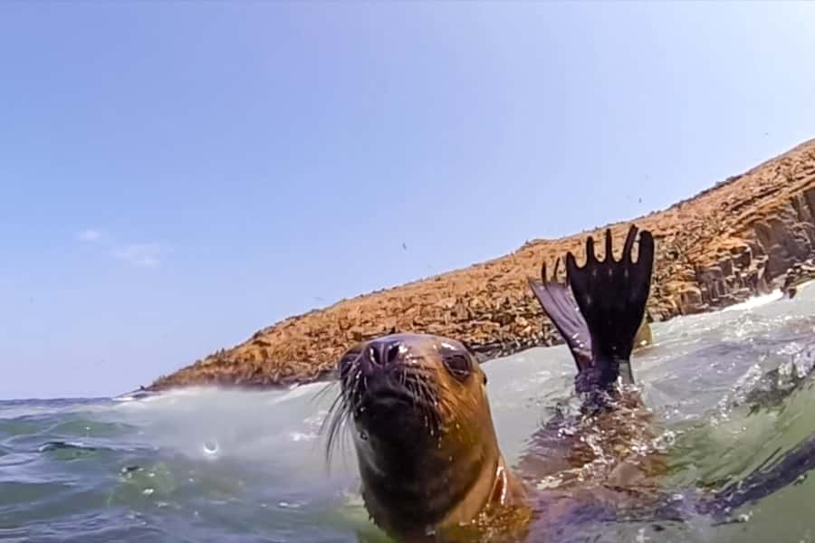 Lima: Palomino Islands Speedboat Tour & Swim with Sea Lions - Key points to know before booking