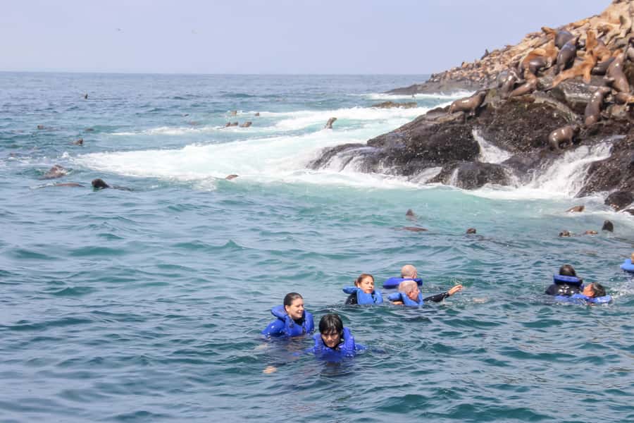 Lima: Palomino Islands Speedboat Tour & Swim with Sea Lions - How the timing affects your day