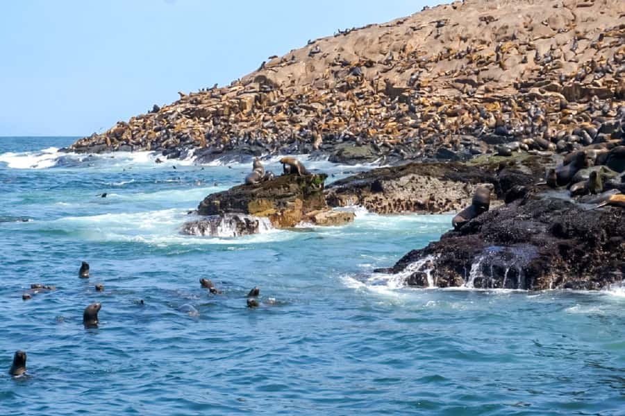 Lima: Palomino Islands Speedboat Tour & Swim with Sea Lions - Who will enjoy this Palomino Islands outing