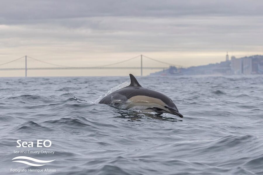 Lisbon: Speedboat Trip to Bugio Lighthouse - The Monument to the Discoveries and Jerónimos Monastery