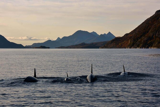 Lofoten RIB Sea Eagle Safari and Trollfjord Cruise - What the RIB Ride Feels Like