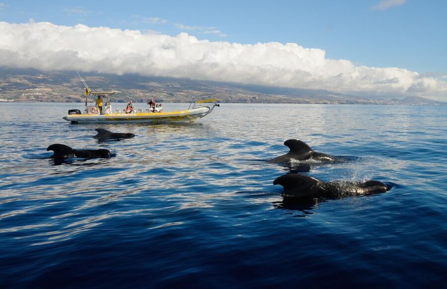 Los Gigantes: Dolphin and Whale Watching Cruise by Speedboat - Why this Los Gigantes cruise is worth considering