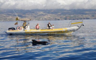 Los Gigantes: Dolphin and Whale Watching Cruise by Speedboat