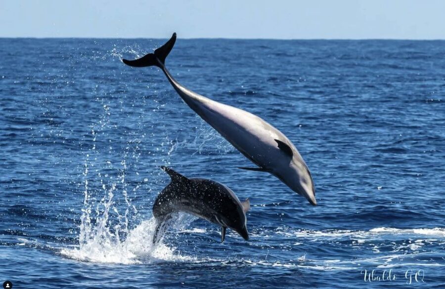 Los Gigantes: Dolphin and Whale Watching Cruise by Speedboat - Passing below the 600-meter cliffs