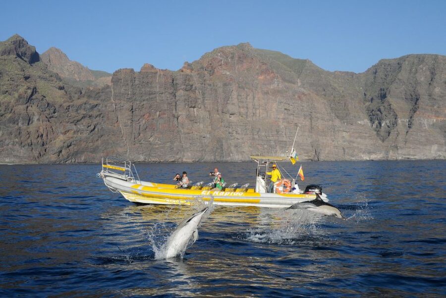 Los Gigantes: Dolphin and Whale Watching Cruise by Speedboat - Comfort, safety, and the small-boat tradeoff