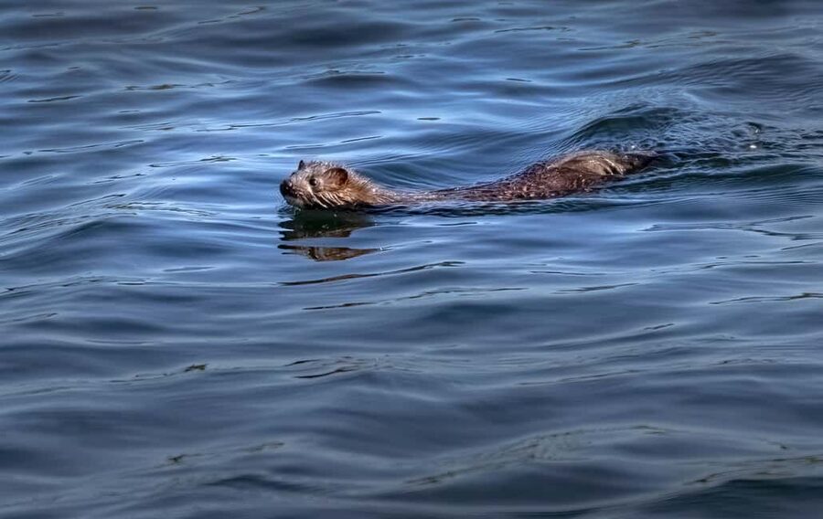 Lunenburg: Zodiac Wildlife Tour with Naturalist Guide - Who will enjoy this two-hour adventure
