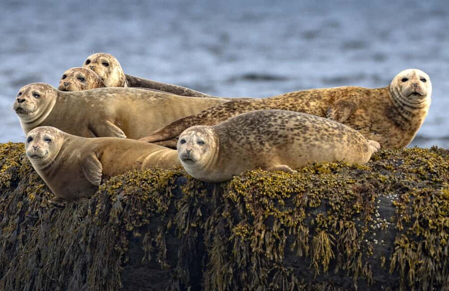 Lunenburg: Zodiac Wildlife Tour with Naturalist Guide - What the military-grade Zodiac feels like