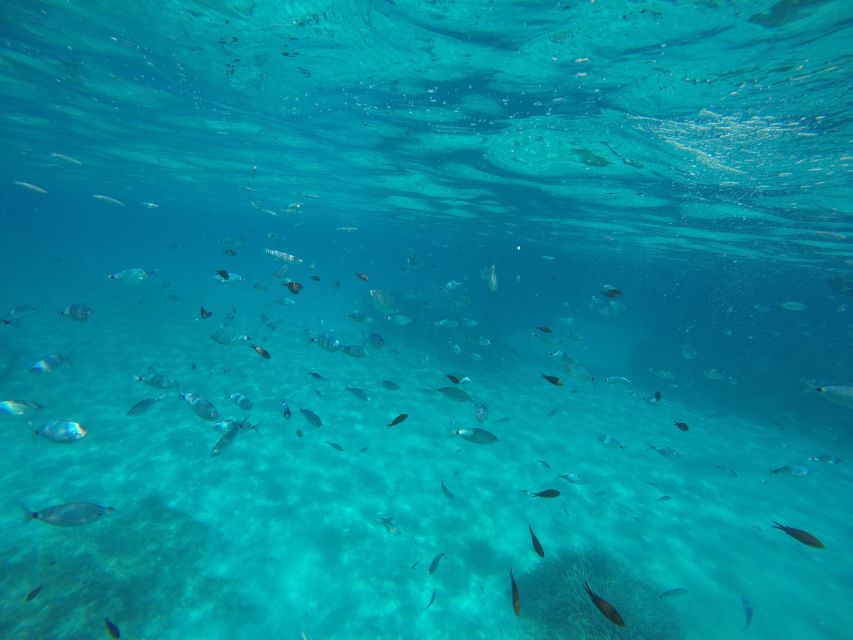 Mallorca : Speedboat, Snorkelling and Swimming Adventure - Final verdict: book it for the water time