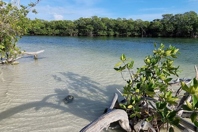Mangrove and Lagoon Speed Boat Tour - Snorkeling and the uncertain private beach stop