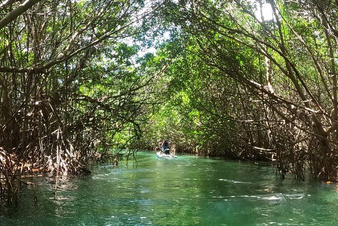 Mangrove and Lagoon Speed Boat Tour - Group size, boat sharing, and who will enjoy it