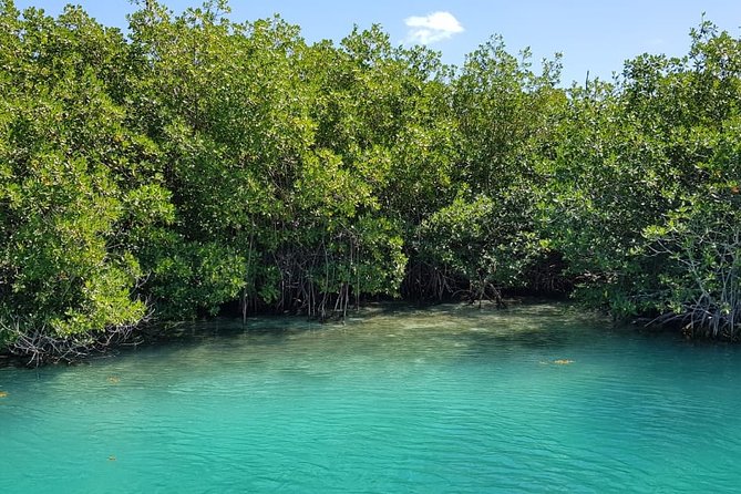 Mangrove and Lagoon Speed Boat Tour - Practical details that can save frustration