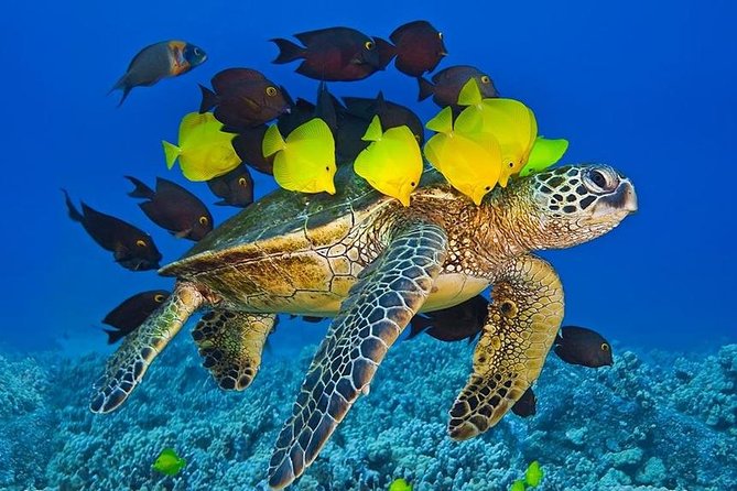 Maui Snorkel Adventure: Molokini Crater and Turtle Cove - Food, Drinks, and What You Actually Get