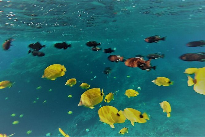 Maui Snorkel Adventure: Molokini Crater and Turtle Cove - How the Group Size Changes the Experience