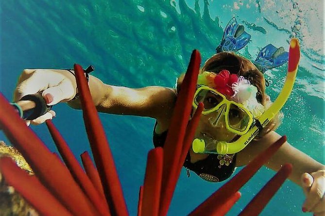 Maui Snorkel Adventure: Molokini Crater and Turtle Cove - The Bonus Wildlife Along the Route