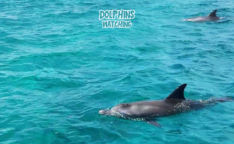 Mauritius: Benitier Island - Swim Dolphins - Speedboat & BBQ - Snorkeling at a reef or secret stop