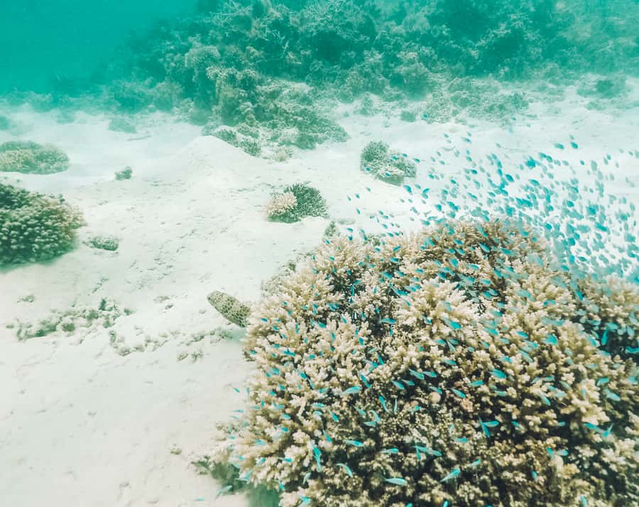 Mauritius: Full-Day Speedboat Tour to Ile aux Cerfs & BBQ - The final swim at Île aux Aigrettes