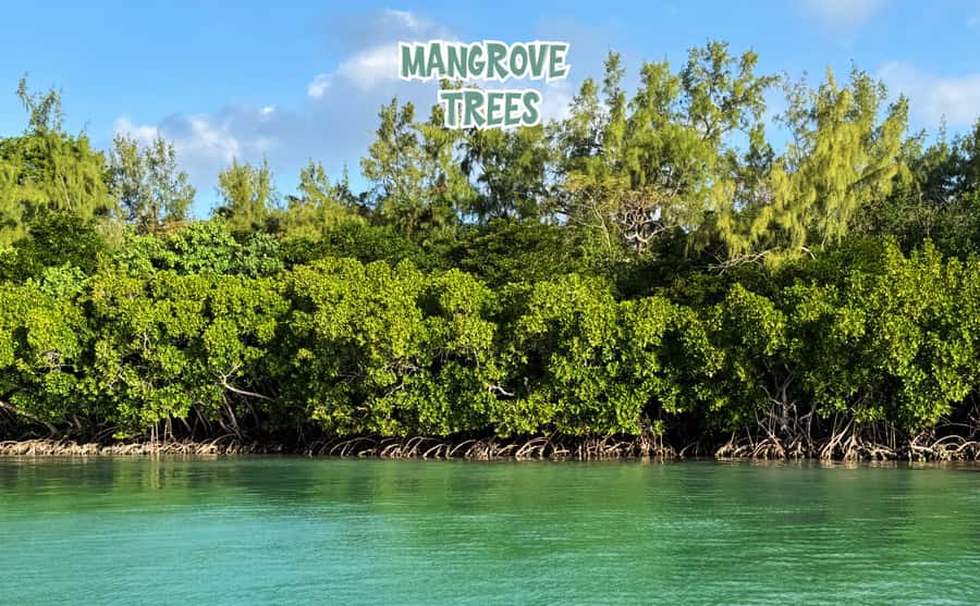 Mauritius: Ile aux Cerfs Speedboat Tour with Lunch & Drinks - Cruising Mauritius’ mangrove channels